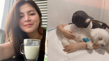 Pika’s Pick: Angel Locsin asking for prayers for her sick dog